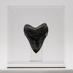 Fossil Megalodon Tooth + Acrylic Box // 5.5" v.6