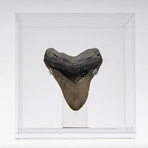 Fossil Megalodon Tooth + Acrylic Box // 5.5" v.3