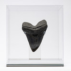 Fossil Megalodon Tooth + Acrylic Box // 5.75" v.1