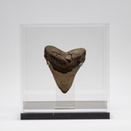 Fossil Megalodon Tooth + Acrylic Box // 5.5" v.2