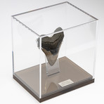 Fossil Megalodon Tooth + Acrylic Box // 5.5" v.1