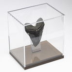 Fossil Megalodon Tooth + Acrylic Box // 5.75" v.1