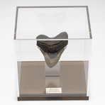 Fossil Megalodon Tooth + Acrylic Box // 5.5" v.1