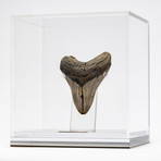 Fossil Megalodon Tooth + Acrylic Box // 5.5" v.7