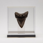 Fossil Megalodon Tooth + Acrylic Box // 5" v.1