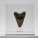 Fossil Megalodon Tooth + Acrylic Box // 5.5" v.5