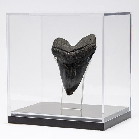 Fossil Megalodon Tooth + Acrylic Box // 5.75" v.1