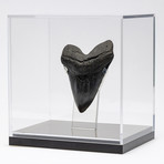 Fossil Megalodon Tooth + Acrylic Box // 5.75" v.1