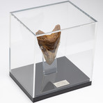 Fossil Megalodon Tooth + Acrylic Box // 5.5" v.8