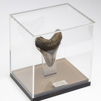 Fossil Megalodon Tooth + Acrylic Box // 5.5" v.7