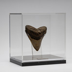 Fossil Megalodon Tooth + Acrylic Box // 5.5" v.2