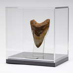 Fossil Megalodon Tooth + Acrylic Box // 5.5" v.8