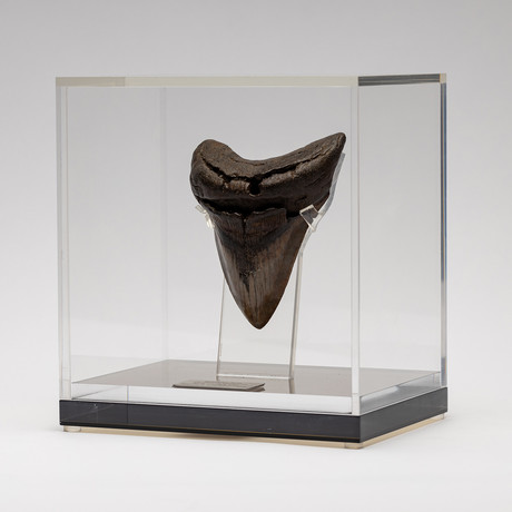 Fossil Megalodon Tooth + Acrylic Box // 5" v.1