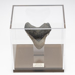 Fossil Megalodon Tooth + Acrylic Box // 5.5" v.3