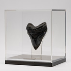 Fossil Megalodon Tooth + Acrylic Box // 5.5" v.6