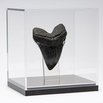 Fossil Megalodon Tooth + Acrylic Box // 5.75" v.1