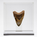 Fossil Megalodon Tooth + Acrylic Box // 5.5" v.8