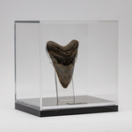 Fossil Megalodon Tooth + Acrylic Box // 5.5" v.5