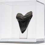 Fossil Megalodon Tooth + Acrylic Box // 5.75" v.1