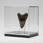 Fossil Megalodon Tooth + Acrylic Box // 5.5" v.5