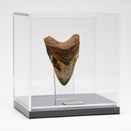 Fossil Megalodon Tooth + Acrylic Box // 5.5" v.8