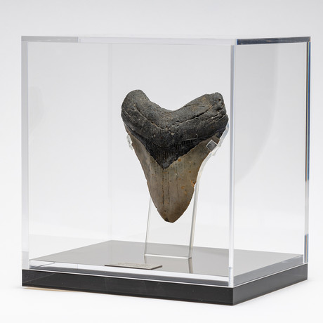 Fossil Megalodon Tooth + Acrylic Box // 5.5" v.3