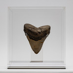 Fossil Megalodon Tooth + Acrylic Box // 5.5" v.2