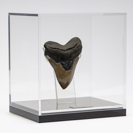 Fossil Megalodon Tooth + Acrylic Box // 5.5" v.1