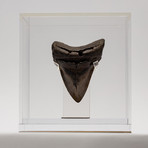 Fossil Megalodon Tooth + Acrylic Box // 5" v.1