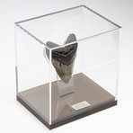 Fossil Megalodon Tooth + Acrylic Box // 5.5" v.4