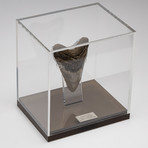 Fossil Megalodon Tooth + Acrylic Box // 5.5" v.5