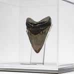 Fossil Megalodon Tooth + Acrylic Box // 5.5" v.4