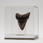 Fossil Megalodon Tooth + Acrylic Box // 5" v.1