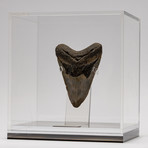 Fossil Megalodon Tooth + Acrylic Box // 5.5" v.5