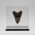 Fossil Megalodon Tooth + Acrylic Box // 5.5" v.5