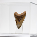 Fossil Megalodon Tooth + Acrylic Box // 5.5" v.8