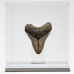 Fossil Megalodon Tooth + Acrylic Box // 5.5" v.7