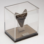 Fossil Megalodon Tooth + Acrylic Box // 5" v.1