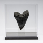 Fossil Megalodon Tooth + Acrylic Box // 5.75" v.1