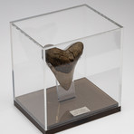 Fossil Megalodon Tooth + Acrylic Box // 5.5" v.2