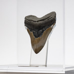 Fossil Megalodon Tooth + Acrylic Box // 5.5" v.1