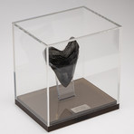 Fossil Megalodon Tooth + Acrylic Box // 5.5" v.6