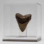 Fossil Megalodon Tooth + Acrylic Box // 5.5" v.2