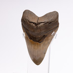 Fossil Megalodon Tooth + Acrylic Box // 5" v.2