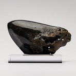 Fossil Megalodon Tooth + Black Acrylic Base// 5" v.2