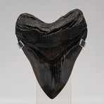 Fossil Megalodon Tooth + Acrylic Box // 5.5" v.6