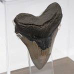 Fossil Megalodon Tooth + Acrylic Box // 5.5" v.1