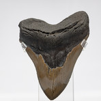 Fossil Megalodon Tooth + Acrylic Box // 5.5" v.1