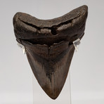 Fossil Megalodon Tooth + Acrylic Box // 5" v.1