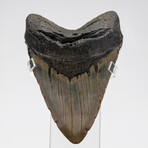 Fossil Megalodon Tooth + Acrylic Box // 5.5" v.4